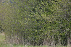 Setophaga coronata coronata
