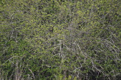 Setophaga coronata coronata