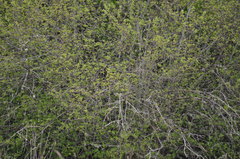 Setophaga coronata coronata