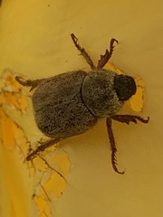 Hoplia callipyge