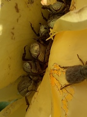 Hoplia callipyge