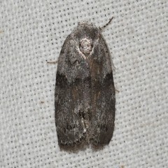 Polygrammate cadburyi