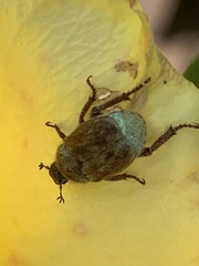 Hoplia callipyge