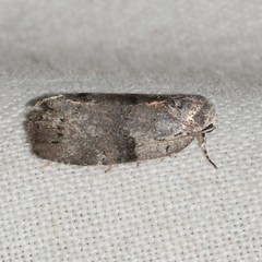 Polygrammate cadburyi