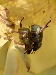 Hoplia callipyge