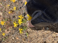 Pentachaeta aurea aurea