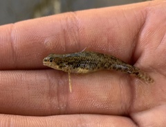 Etheostoma olmstedi