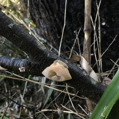 Aleurodiscus vitellinus