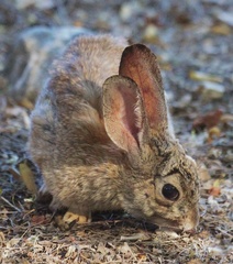 Sylvilagus audubonii