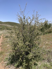 Cercocarpus betuloides betuloides