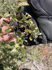 Cercocarpus betuloides betuloides