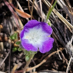 Phacelia davidsonii