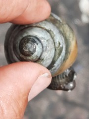Calliostoma ligatum
