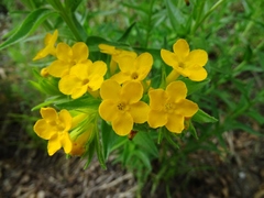 Lithospermum caroliniense croceum