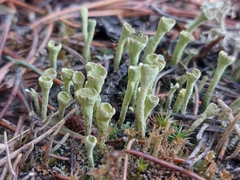Cladonia deformis