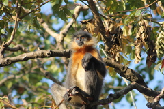 Trachypithecus pileatus