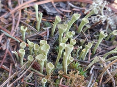Cladonia deformis