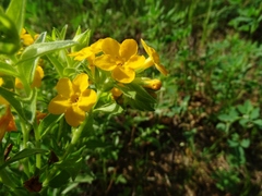 Lithospermum caroliniense croceum