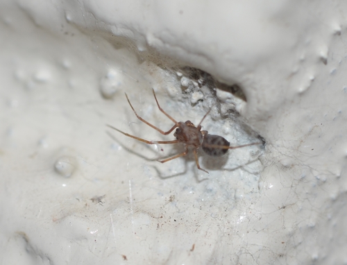 Brown Spitting Spider photo 2