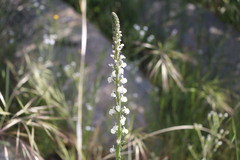 Sairocarpus coulterianus
