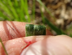 Lithospermum caroliniense croceum