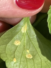 Puccinia violae