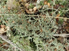 Cladonia corniculata