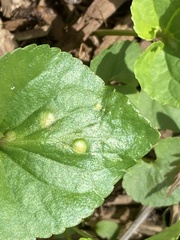 Puccinia violae