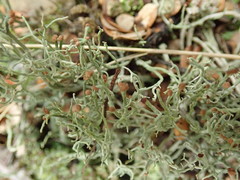 Cladonia corniculata