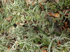 Cladonia corniculata