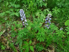 Lupinus perennis