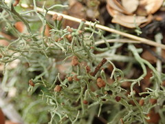 Cladonia corniculata