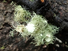 Usnea ciliifera