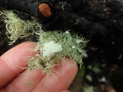 Usnea ciliifera