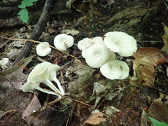 Clitocybe eccentrica