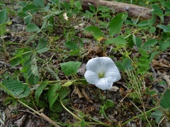 Calystegia spithamaea