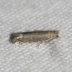 Epiblema minutana