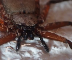 Selenops insularis