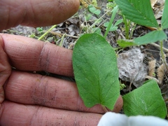 Calystegia spithamaea
