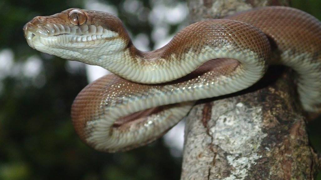 Python des Moluques (Simalia clastolepis)