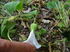 Calystegia spithamaea