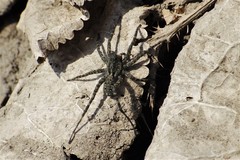 Pardosa groenlandica
