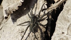 Pardosa groenlandica