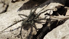 Pardosa groenlandica