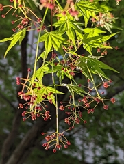 Acer palmatum