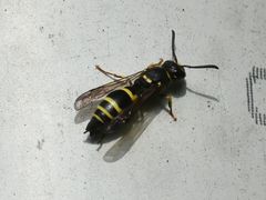 Ancistrocerus parietum