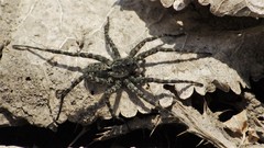 Pardosa groenlandica