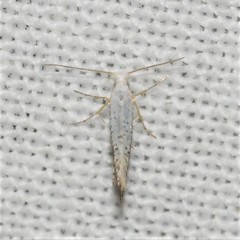Argyresthia subreticulata