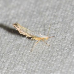 Argyresthia subreticulata