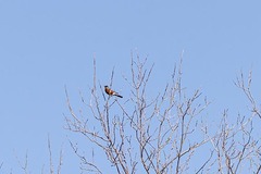 Turdus migratorius